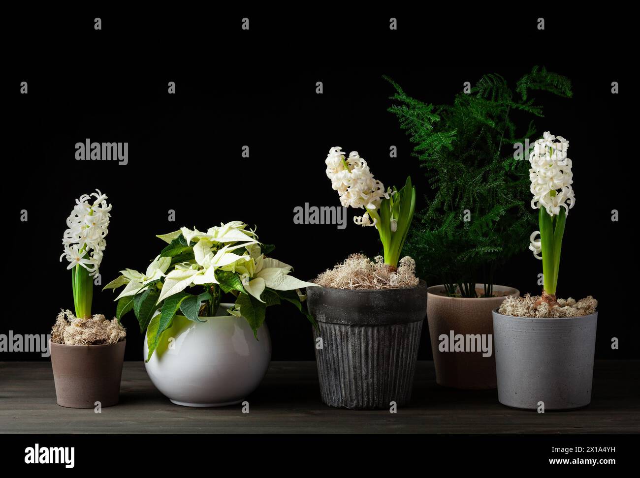 hyacinthe poinsettia rose blanc noël traditionnel d'hiver ou fleur de printemps sur fond noir Banque D'Images