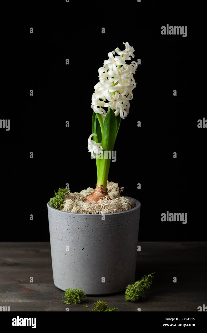 jacinthe blanche traditionnelle de noël d'hiver ou fleur de printemps sur fond noir Banque D'Images