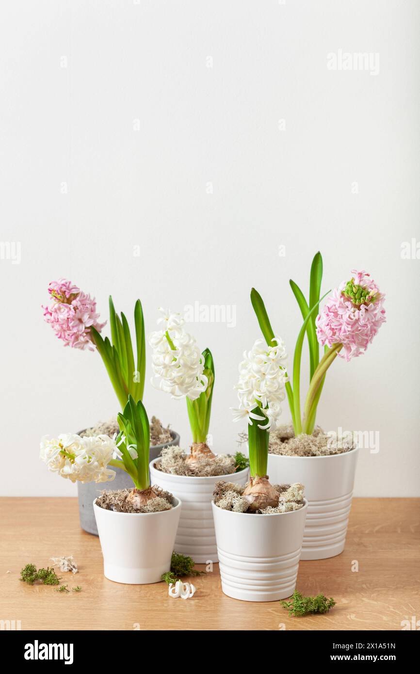 jacinthe rose blanche traditionnelle de noël d'hiver ou fleur de printemps Banque D'Images