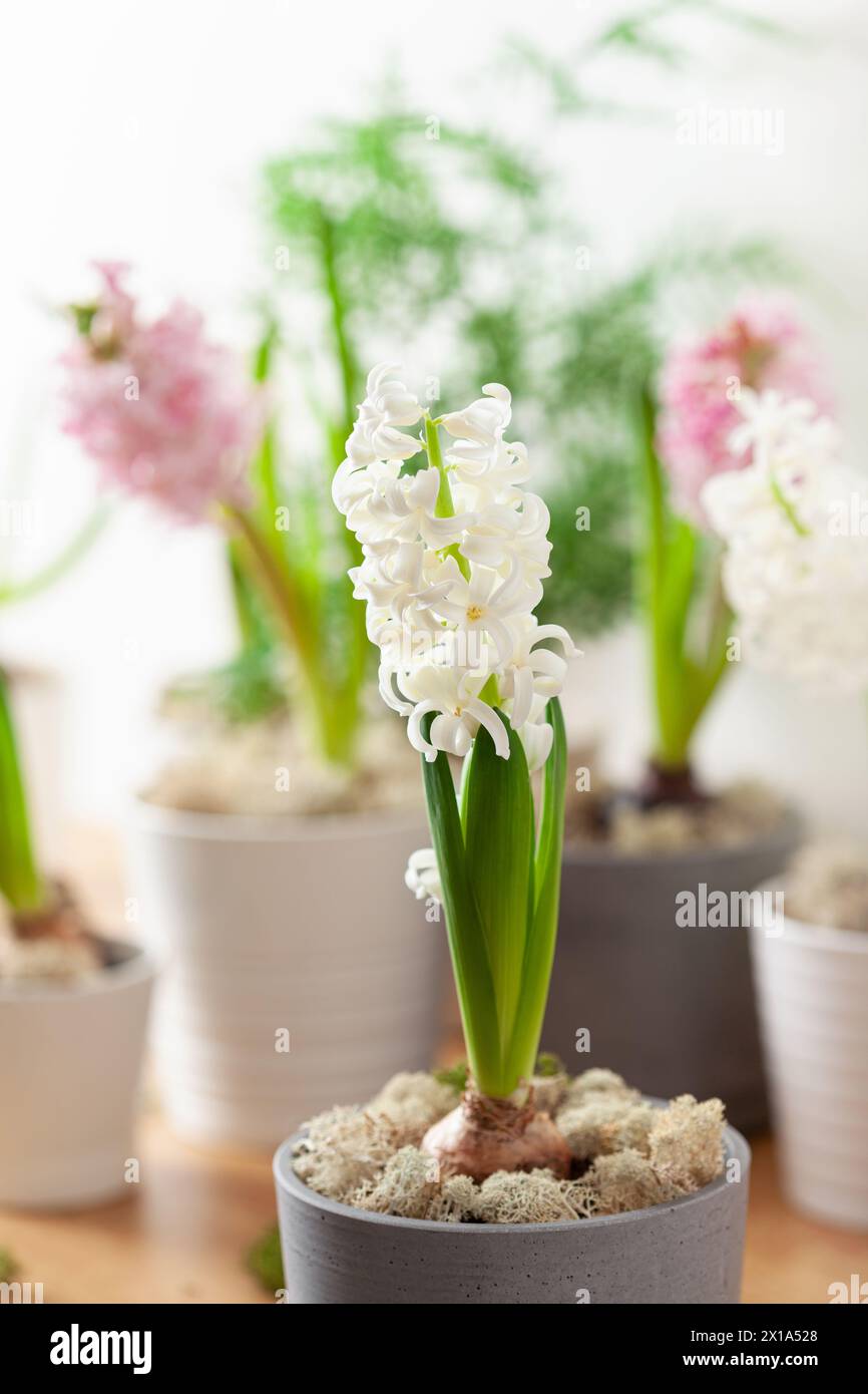 jacinthe rose blanche traditionnelle de noël d'hiver ou fleur de printemps Banque D'Images