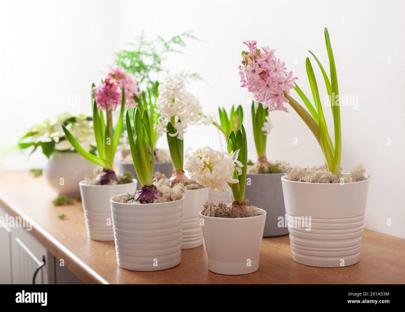 jacinthe rose blanche traditionnelle de noël d'hiver ou fleur de printemps Banque D'Images