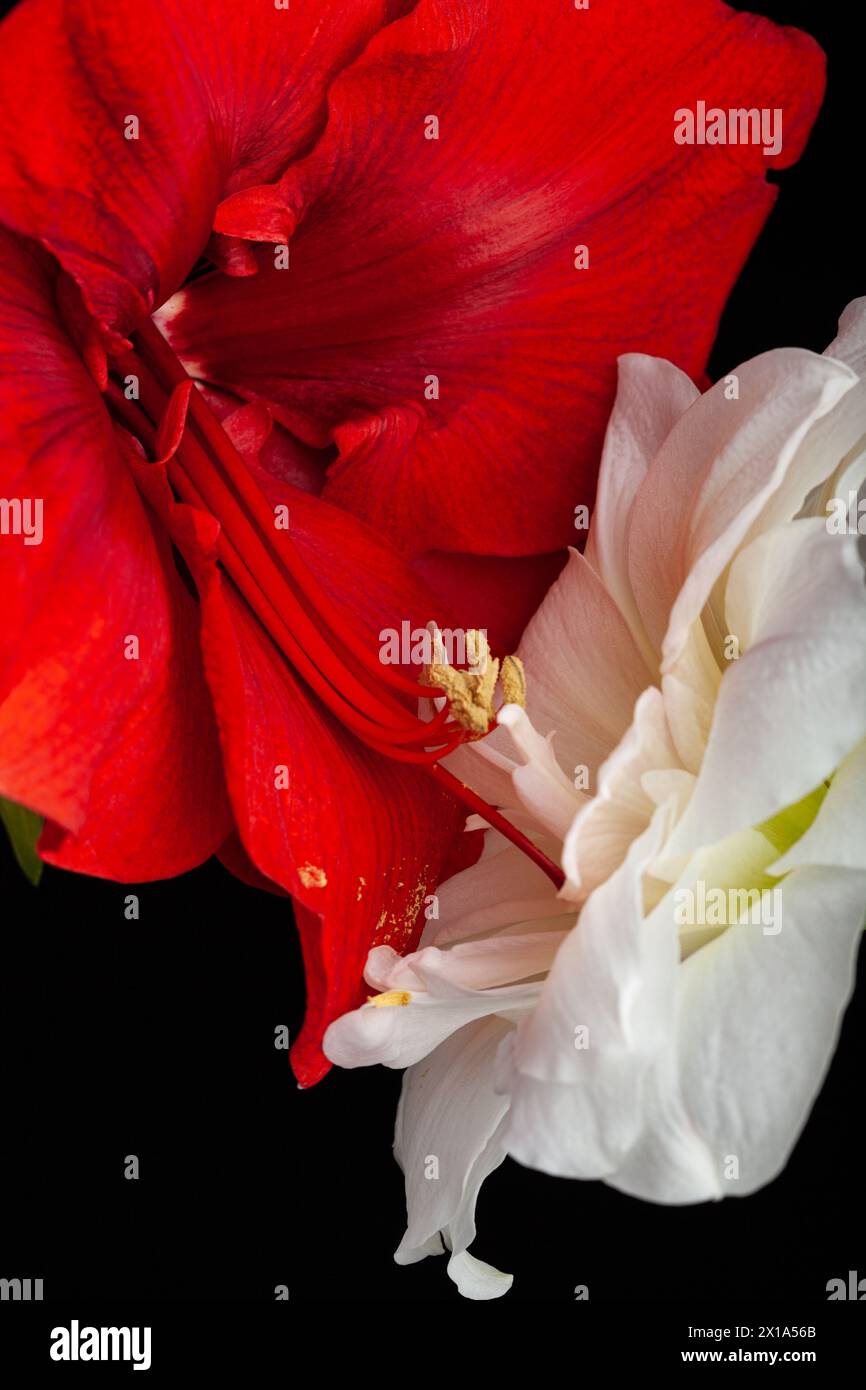 métaphore de l'amour passion sexe érotique couple, deux fleurs amaryllis se touchant Banque D'Images