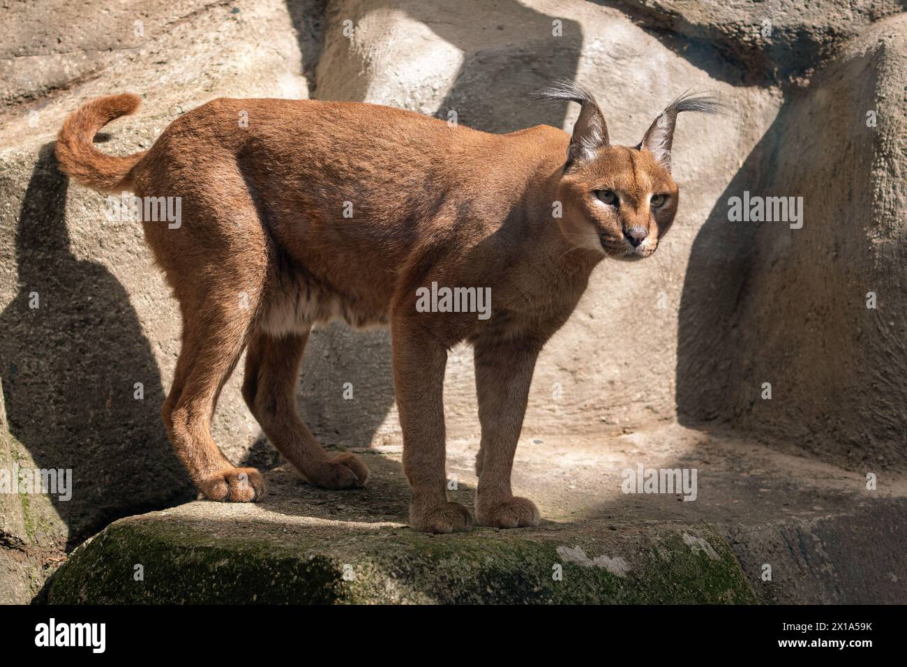 Chat sauvage Caracal isolé Banque D'Images