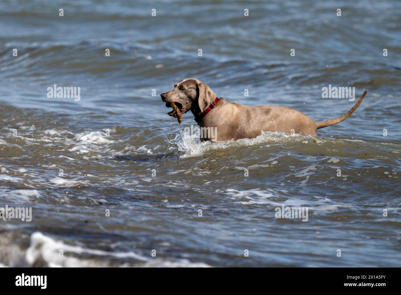 Weimaraner jouant dans la mer à Calshot, Hampshire, Angleterre, Royaume-Uni. Banque D'Images