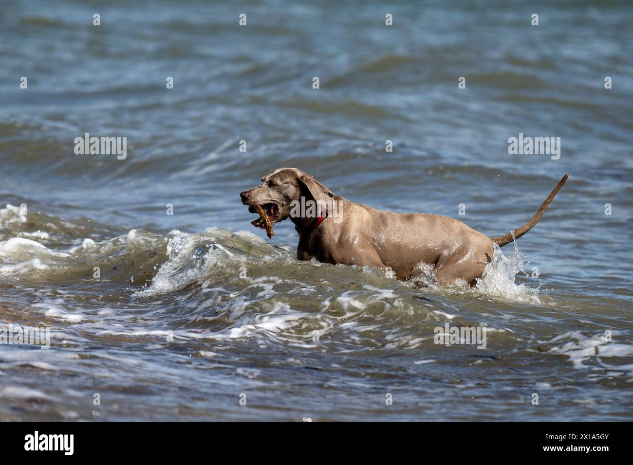 Weimaraner jouant dans la mer à Calshot, Hampshire, Angleterre, Royaume-Uni. Banque D'Images