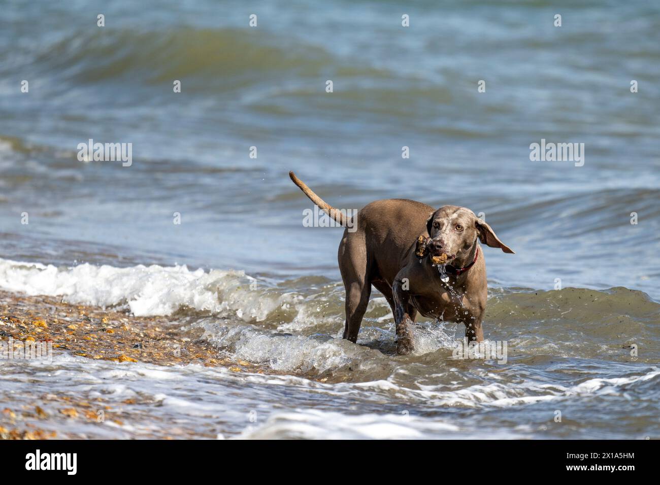 Weimaraner jouant dans la mer à Calshot, Hampshire, Angleterre, Royaume-Uni. Banque D'Images