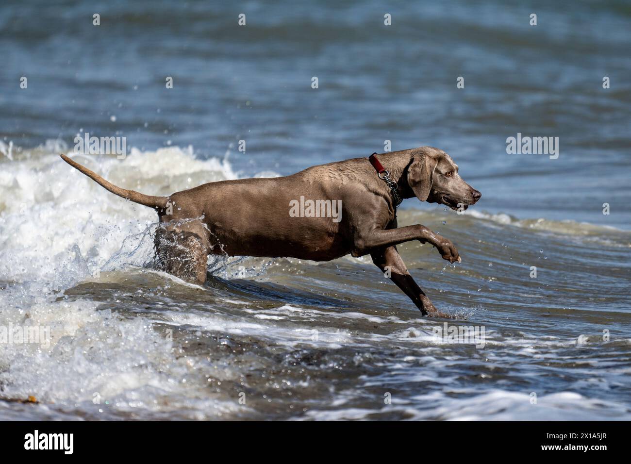 Weimaraner jouant dans la mer à Calshot, Hampshire, Angleterre, Royaume-Uni. Banque D'Images