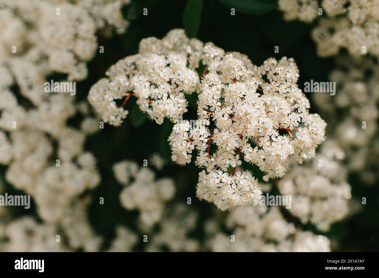 Belle fleur blanche de Fotiniya dans un jardin de printemps. Gros plan. Mise au point sélective. Banque D'Images