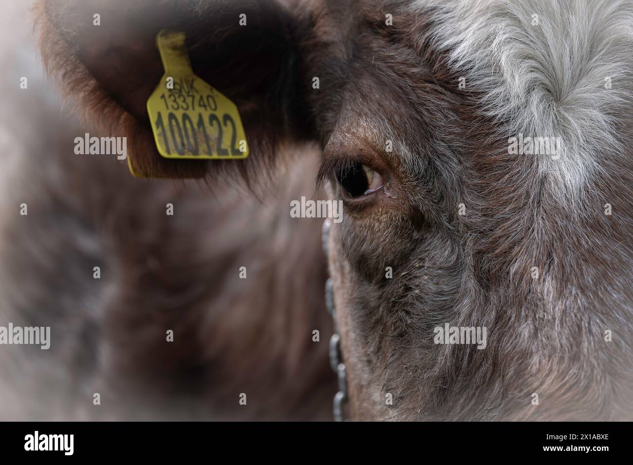 Une vue rapprochée d'une vache et de son œil regardant directement la caméra. RSPB Frampton Marsh, Boston, Lincolnshire, Royaume-Uni Banque D'Images