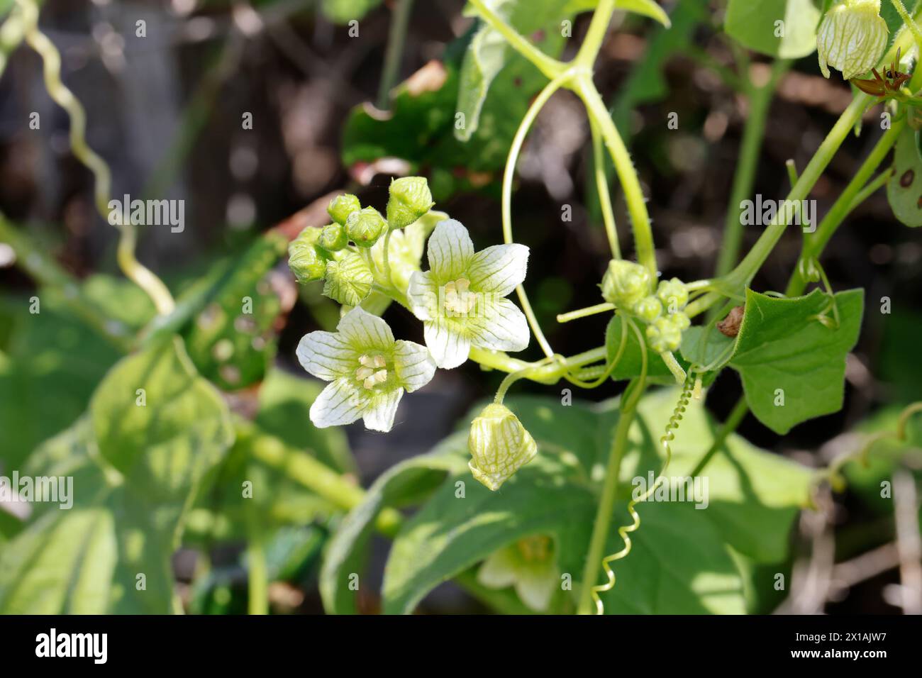 Zaunrübe, Rotfrüchtige Rot-Zaunrübe Zweihäusige Zaunrübe,,, Zaunrübe Rotbeerige Zaunrübe, Rote Zaunrübe, Bryonia dioica, Bryonia cretica subsp. dioica Banque D'Images