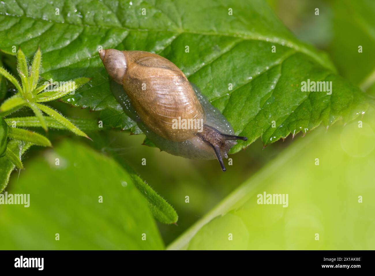 Bernsteinschnecke, Gemeine Bernsteinschnecke, Aufgeblasene Bernsteinschnecke, Bernstein-Schnecke, Succinea putris, escargot ambré pourri, grand sna ambré Banque D'Images