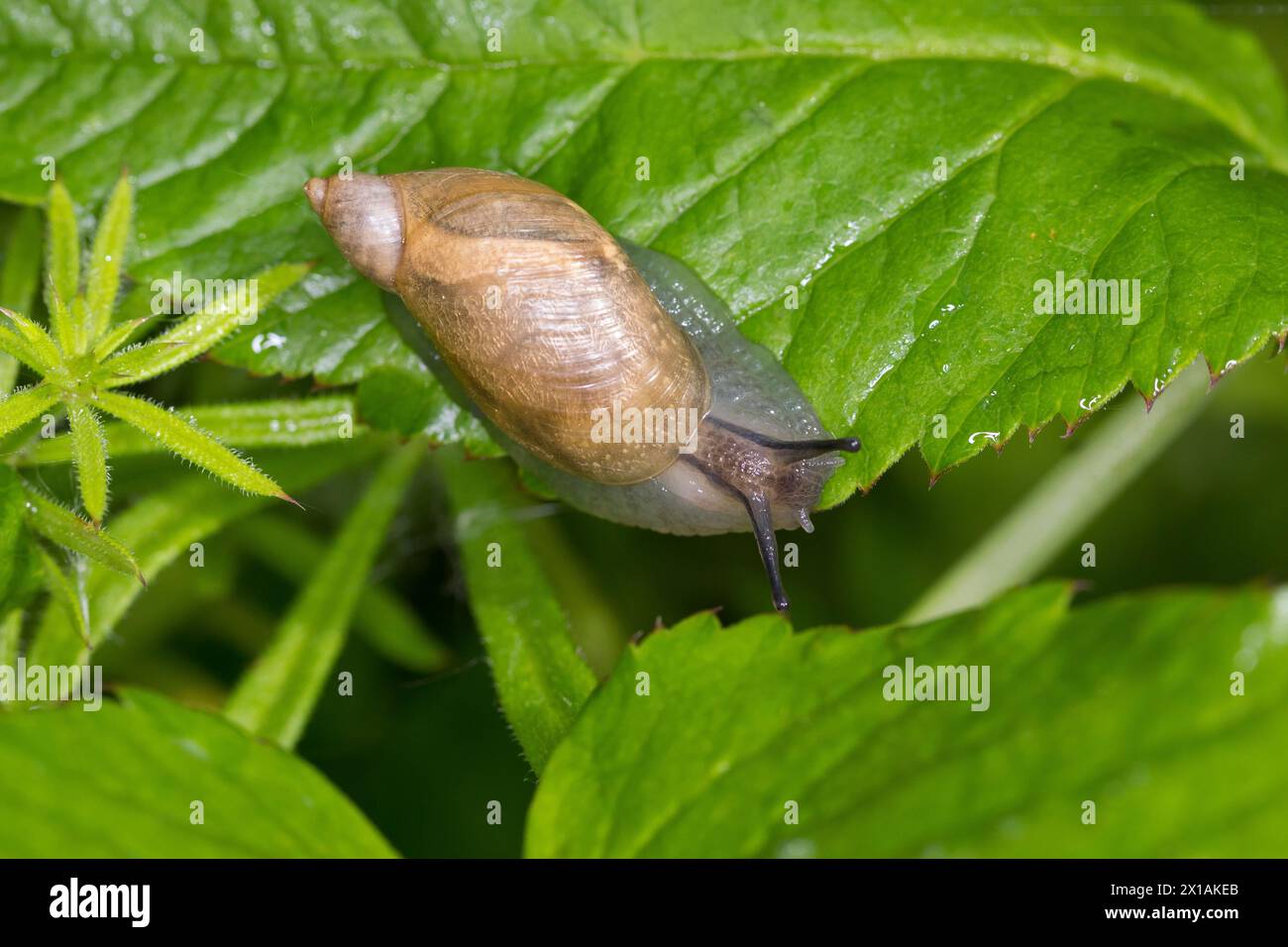 Bernsteinschnecke, Gemeine Bernsteinschnecke, Aufgeblasene Bernsteinschnecke, Bernstein-Schnecke, Succinea putris, escargot ambré pourri, grand sna ambré Banque D'Images