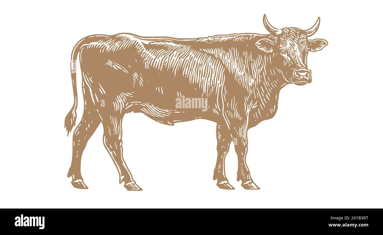 Vache, taureau, bœuf. Imprimé rétro vintage Illustration de Vecteur