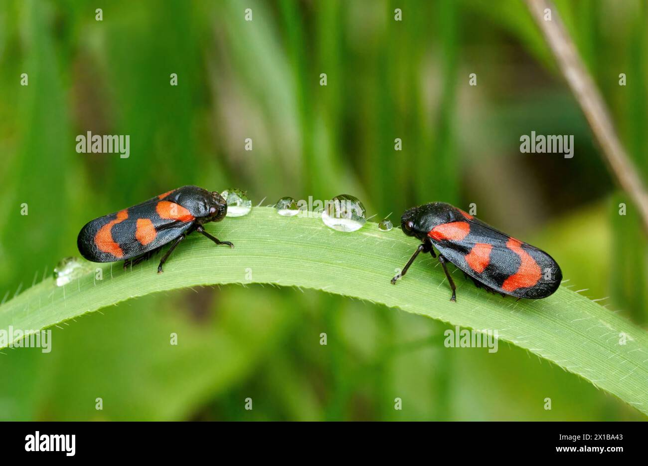 Deux grenouilles noires et rouges (Cercopis Vulnerata) sur un large brin d'herbe avec des gouttes d'eau Banque D'Images