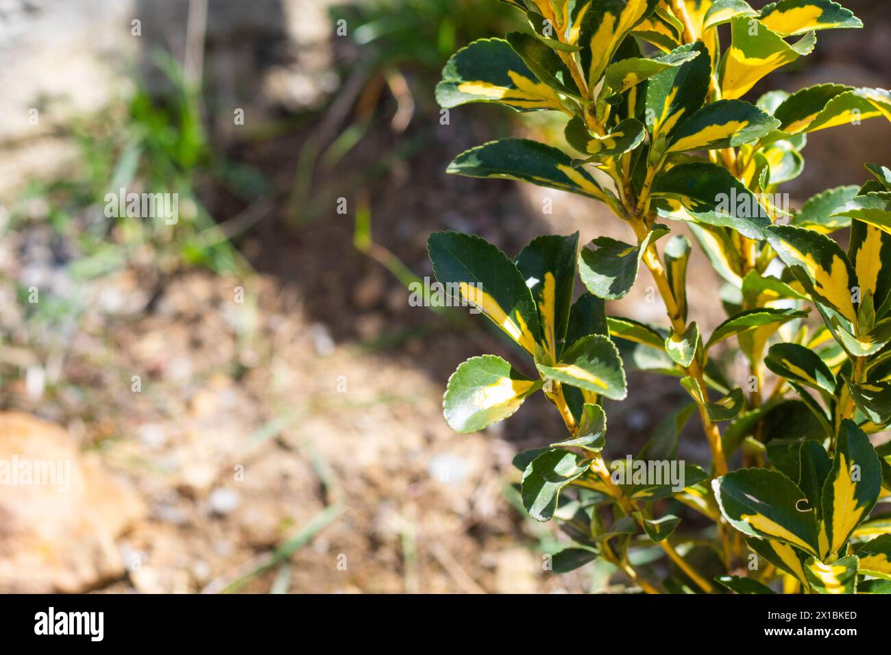 Euonymus japonicus dans le jardin Banque D'Images