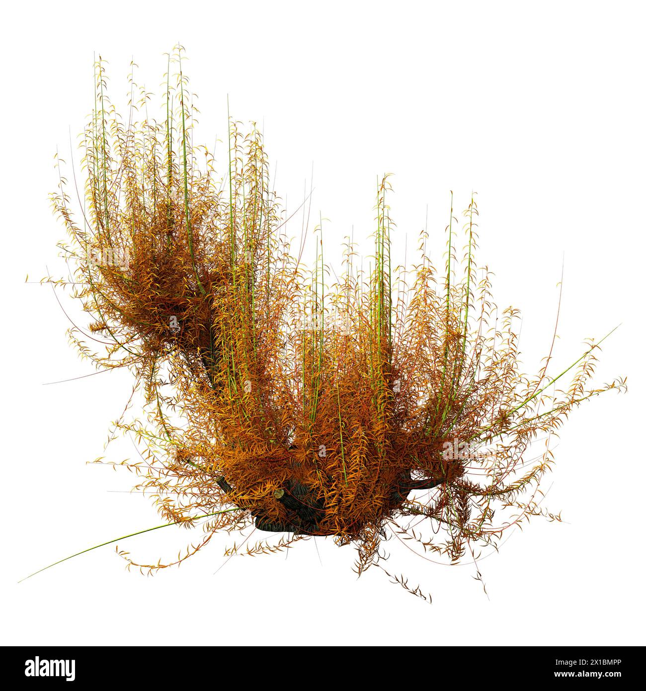 Le rendu 3D d'un arbre ou de saule blanc Salix alba isolé sur fond blanc Banque D'Images