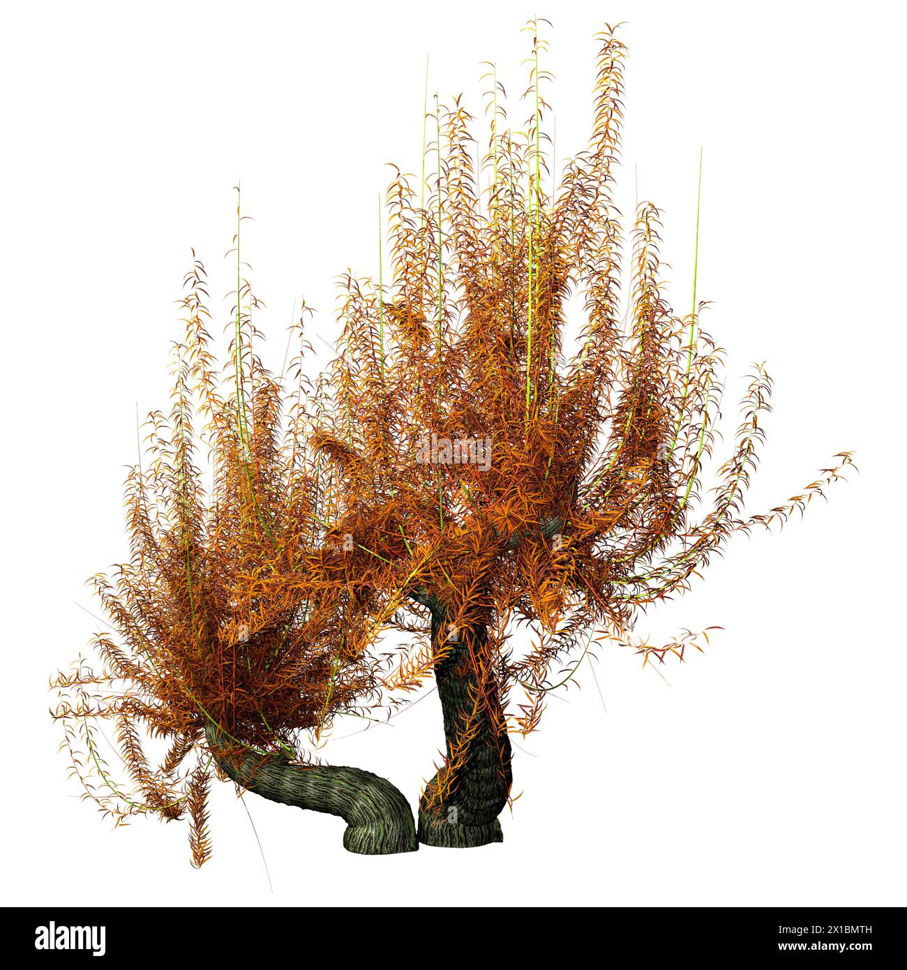 Le rendu 3D d'un arbre ou de saule blanc Salix alba isolé sur fond blanc Banque D'Images