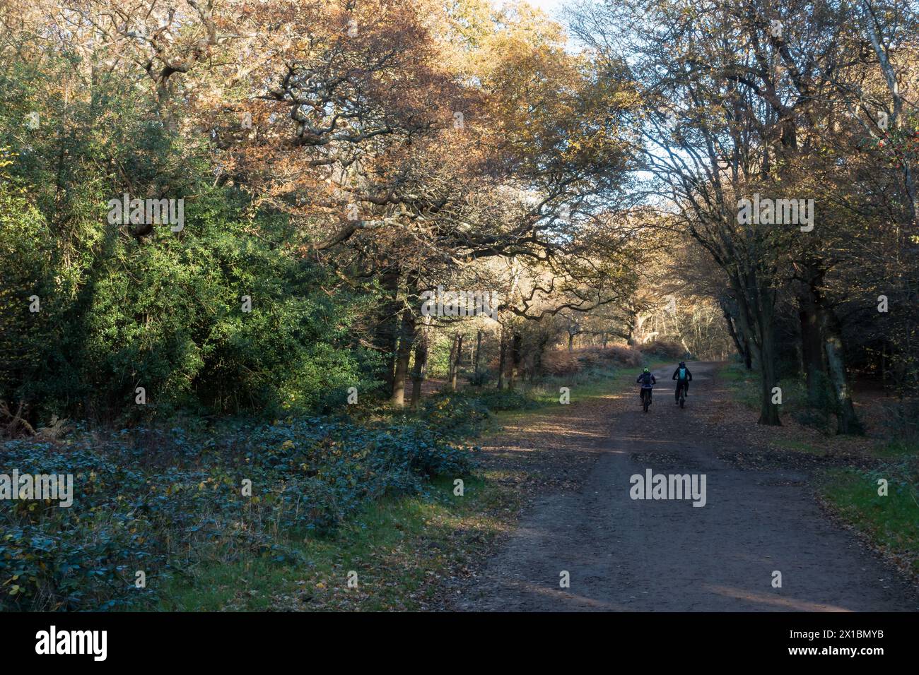 Epping Forest, dans le nord-est de Londres / Essex est classé comme l'un des meilleurs endroits en Angleterre pour errer à l'automne. Banque D'Images