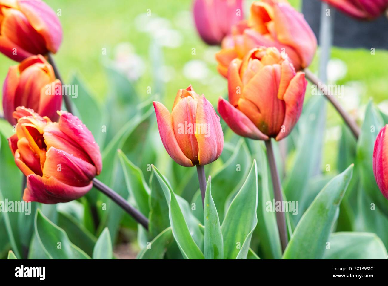 Tulipe poussant dans le jardin dans un pré de fleurs au printemps. Banque D'Images