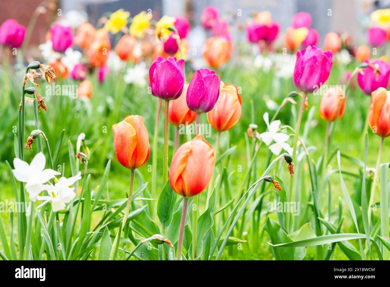 Tulipe poussant dans le jardin dans un pré de fleurs au printemps. Banque D'Images