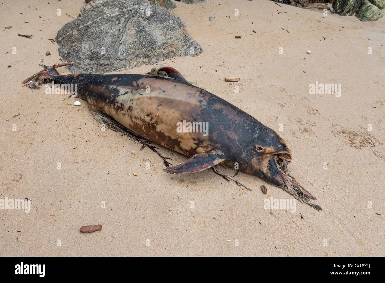 Marsouin mort sur une plage de l'océan Atlantique en France. Banque D'Images
