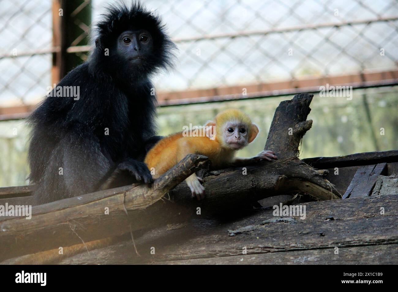 East Javan Langur atau Lutung Jawa (Trachypithecus auratus) est un primate endémique javanais et balinais qui est de plus en plus pressé. Banque D'Images