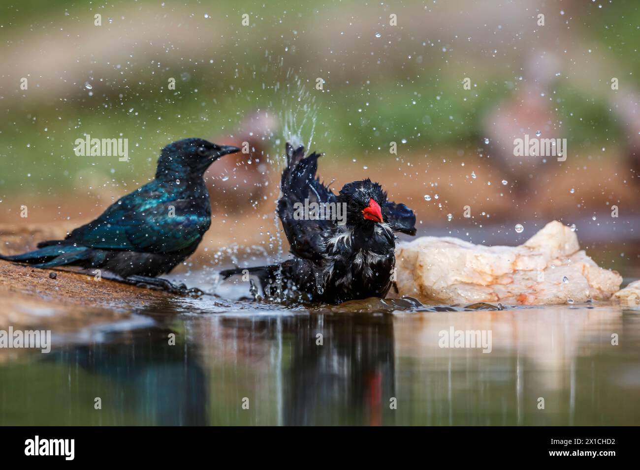 Torchon à bec rouge se baignant dans un trou d'eau dans le parc national Kruger, Afrique du Sud ; espèce Bubalornis niger famille de Ploceidae Banque D'Images