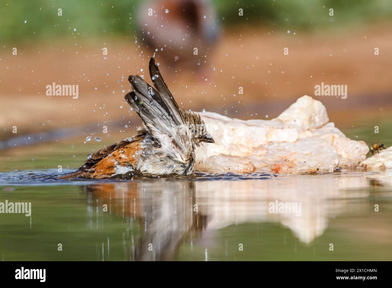 Bruant à tête grise du sud baignant dans un trou d'eau dans le parc national Kruger, Afrique du Sud ; famille de espèce Passer diffusus de Passeridae Banque D'Images