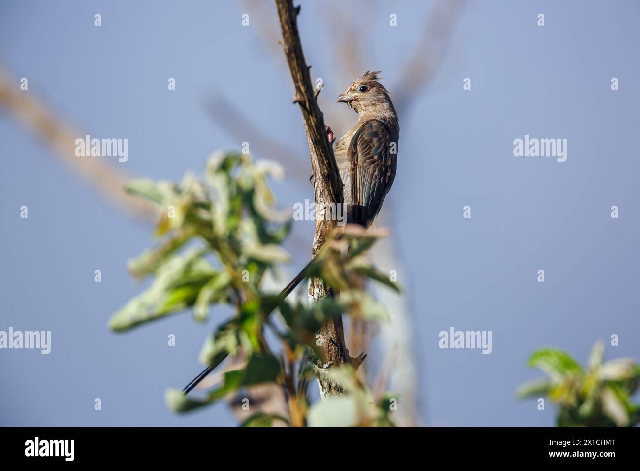 Juvénile de l'oiseau mousseux à visage rouge debout sur une branche dans le parc national de Kruger, Afrique du Sud ; espèce Urocolius indicus famille des Coliidae Banque D'Images