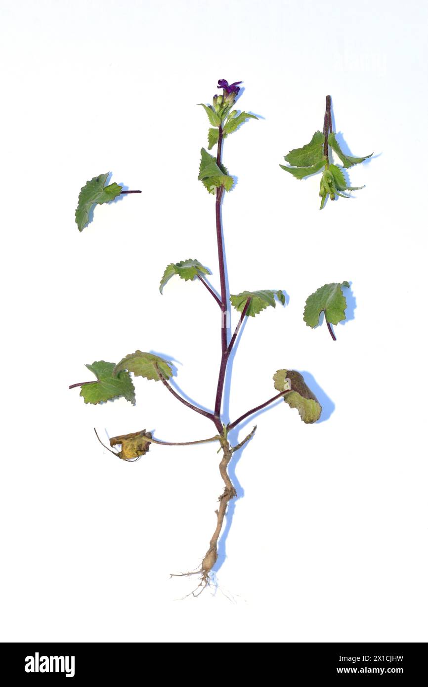 Herbier. Herbe de lis pourpre, fleurs, tige et système racinaire. Banque D'Images