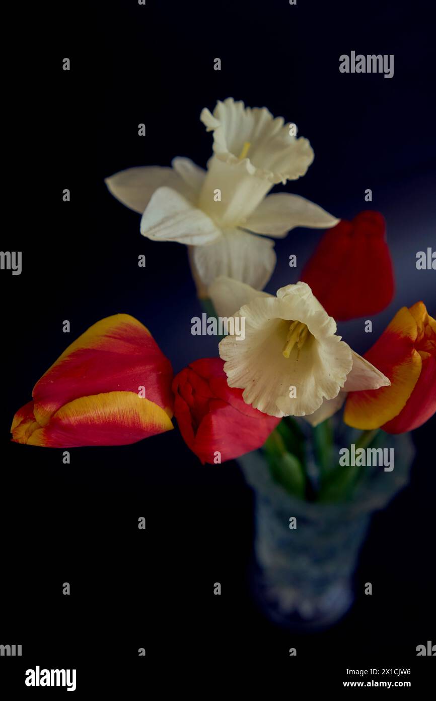 les tulipes et jonquilles dans un vase en cristal sur fond noir Banque D'Images