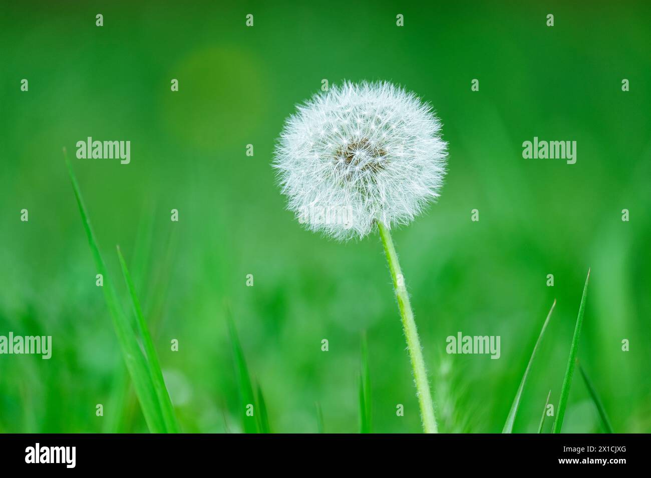 Un pissenlit simple, une plante à fleurs aux pétales jaunes, se distingue dans l'herbe verte d'un paysage naturel. Son pollen peut être vu de près en macrophotographie Banque D'Images