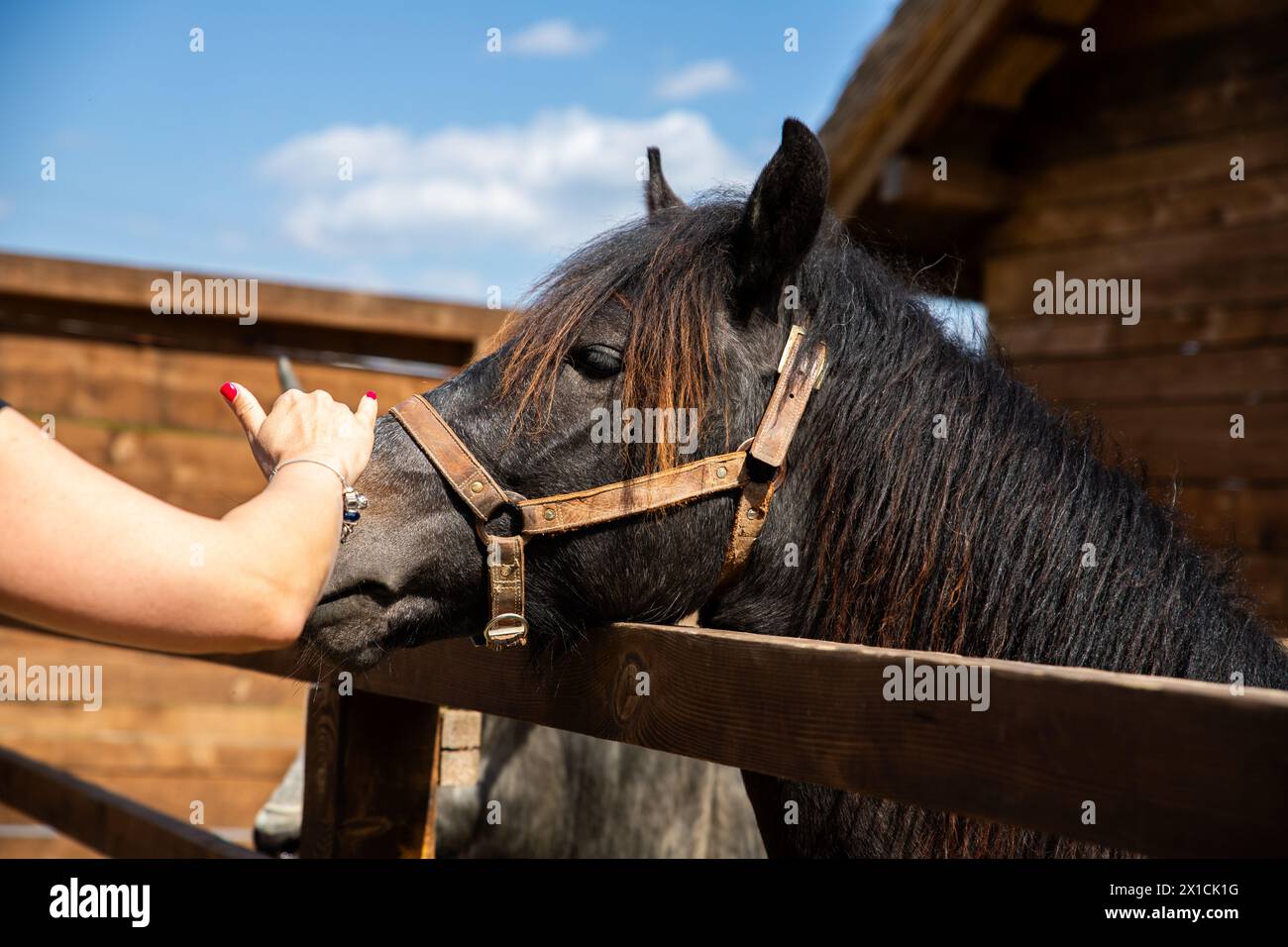Femme caressant beau cheval équestre dans l'écurie Banque D'Images
