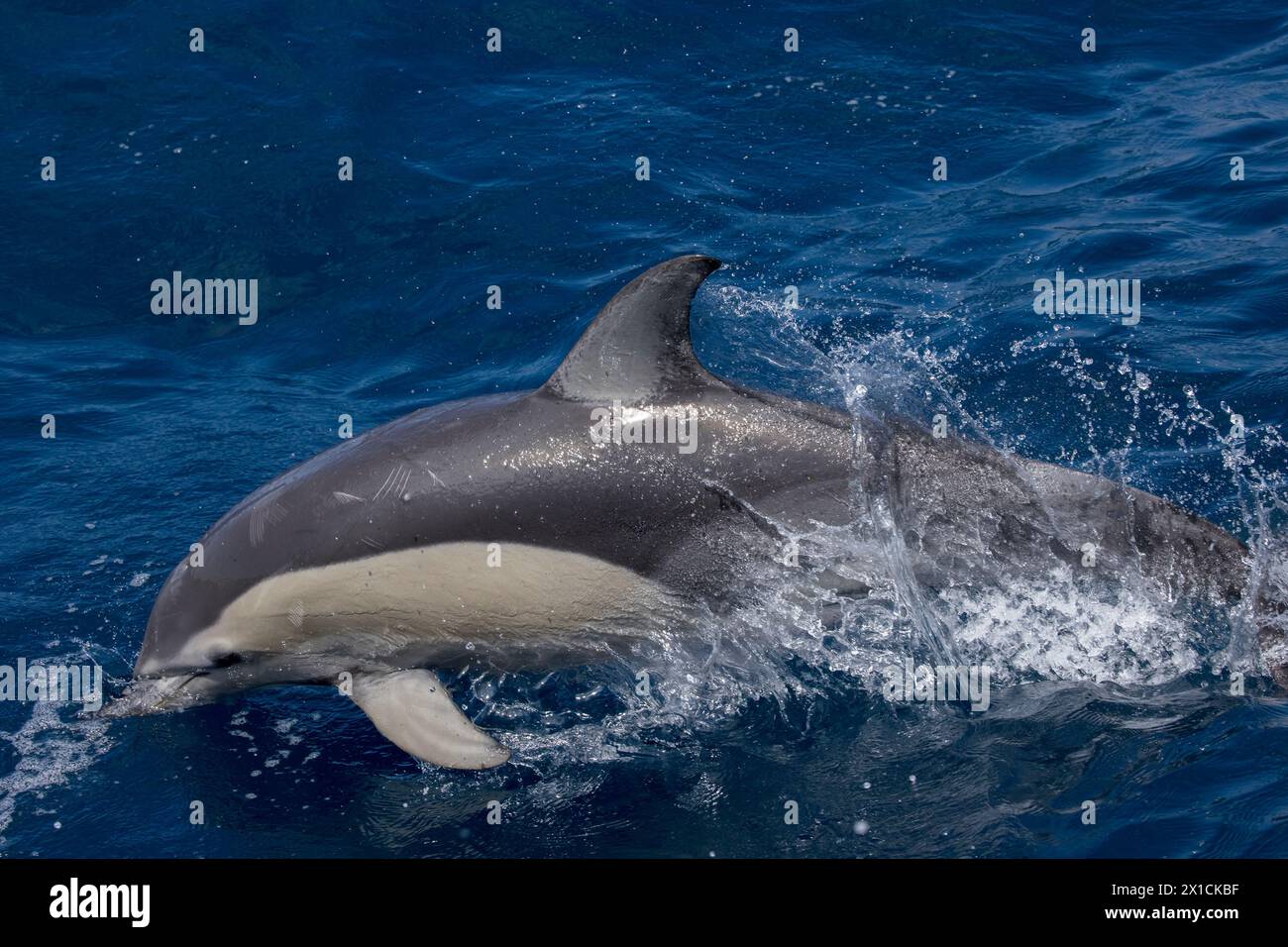 Dauphins communs acrobatiques (Delphinus Delphis) dans le parc marin du golfe de Hauraki, Auckland, Nouvelle-Zélande Banque D'Images