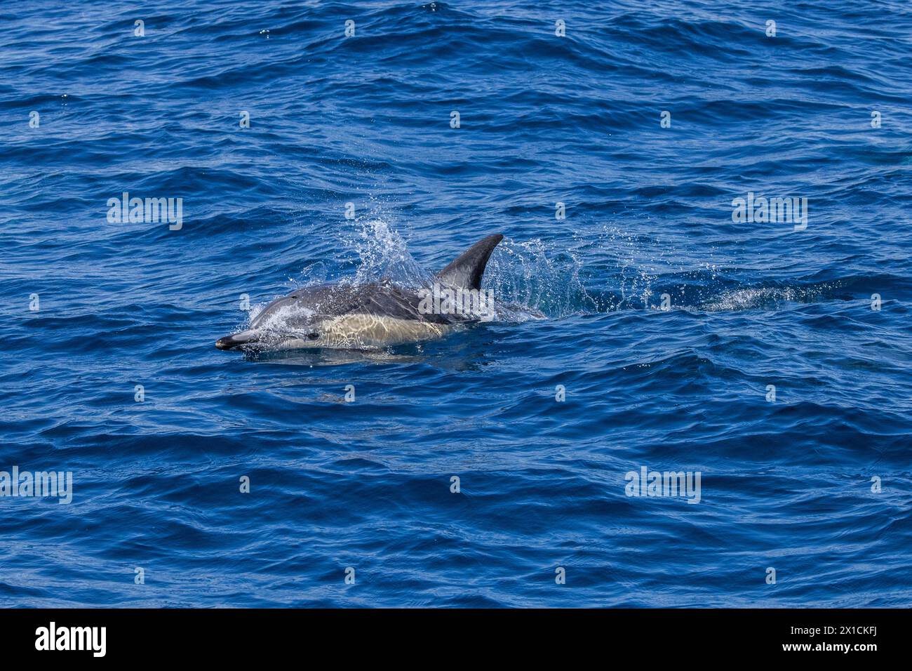 Dauphins communs acrobatiques (Delphinus Delphis) dans le parc marin du golfe de Hauraki, Auckland, Nouvelle-Zélande Banque D'Images