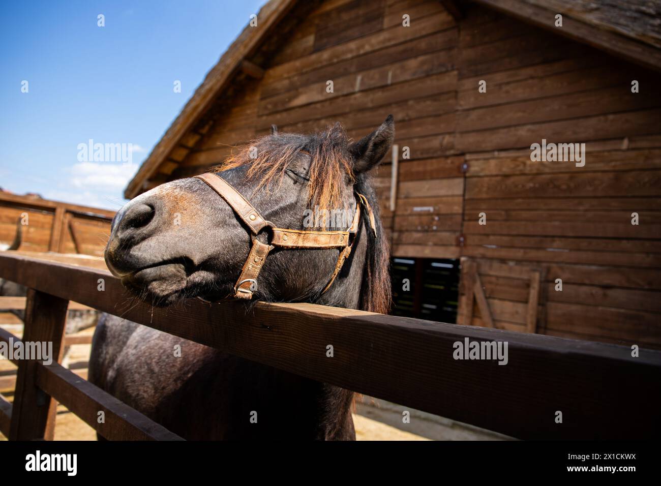 Portrait d'un beau cheval équestre dans l'écurie Banque D'Images