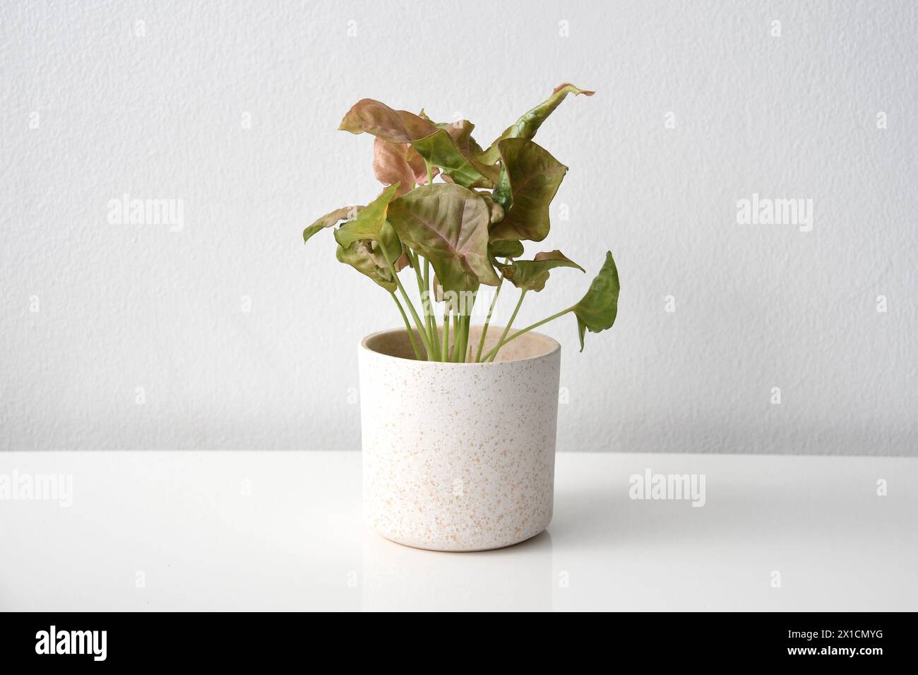 Plante d'intérieur Syngonium avec des feuilles roses et vertes, isolée sur fond blanc. La plante est dans un pot en céramique blanche, isolé sur un fond blanc. Banque D'Images