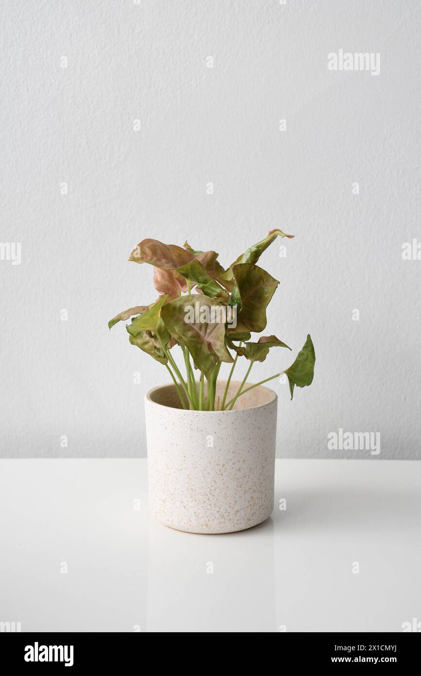 Plante d'intérieur Syngonium avec des feuilles roses et vertes, isolée sur fond blanc. La plante est dans un pot en céramique blanche, isolé sur un fond blanc. Banque D'Images