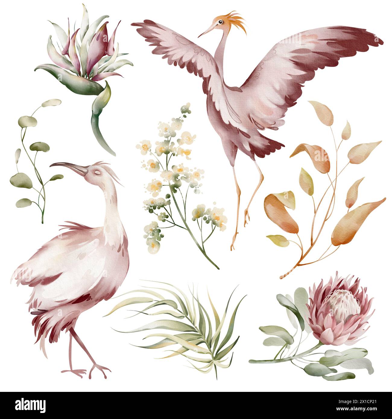 Oiseaux Ibis roses. Éléments d'aquarelle d'oiseaux tropicaux, de fleurs et de plantes. Plantes de banane et orchidée, flamant rose australien sur fond blanc. Banque D'Images