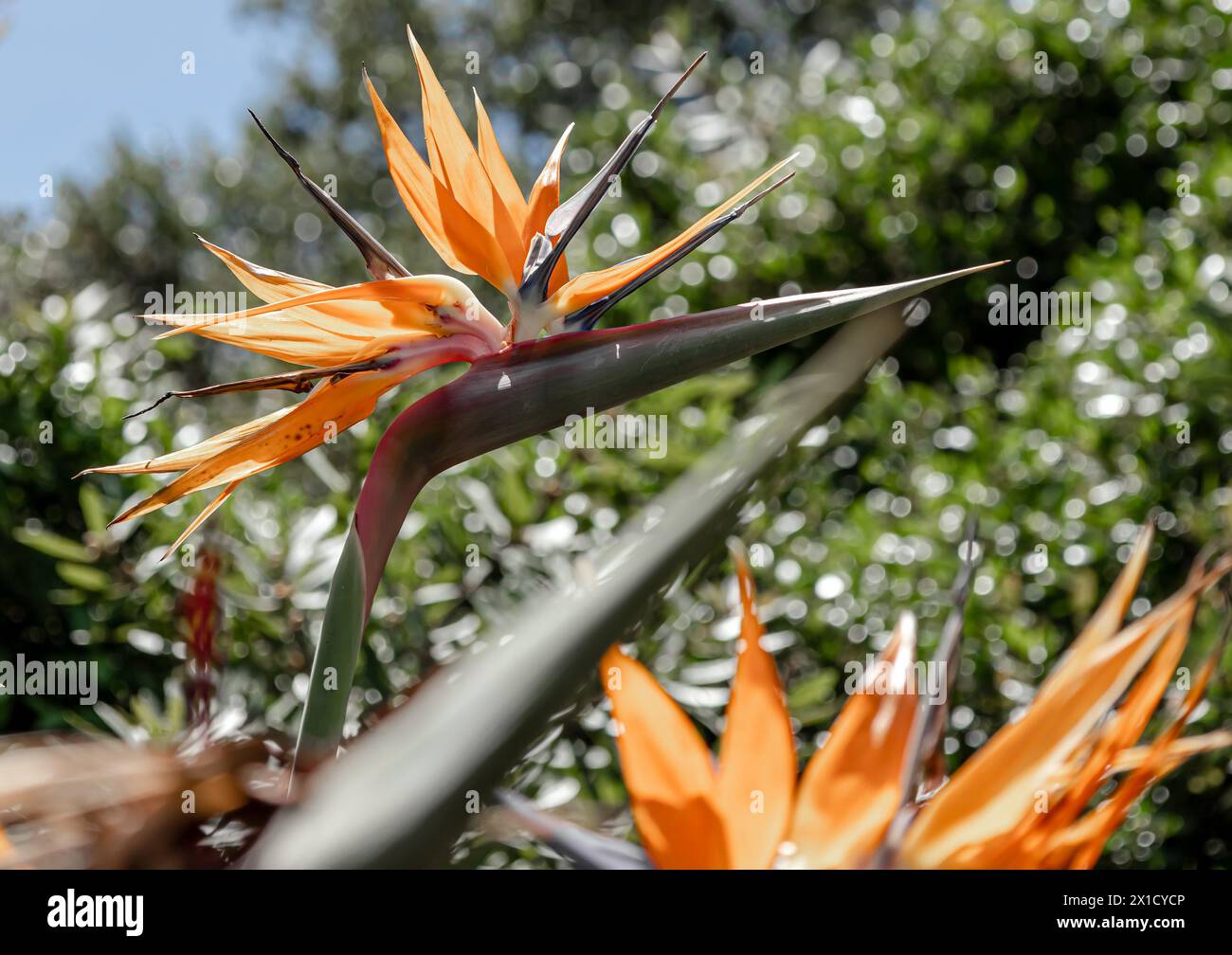 Strelitzia reginae, oiseau du Paradis fleurit sur fond de colline et de ciel bleu. Fleurs africaines. Flore d'Afrique du Sud. Création étonnante de natu Banque D'Images
