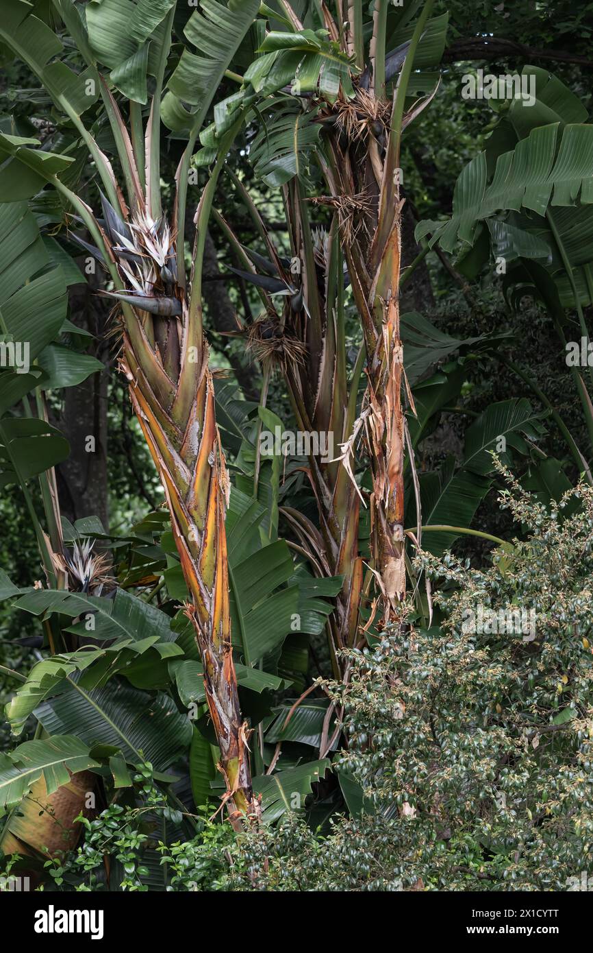 Botany wallpapper, Strelitzia nicolai, plante d'oiseau de paradis blanc géant, plante de banane sauvage avec fleur blanche, fond de palmier. Plantes tropicales exotiques. Banque D'Images