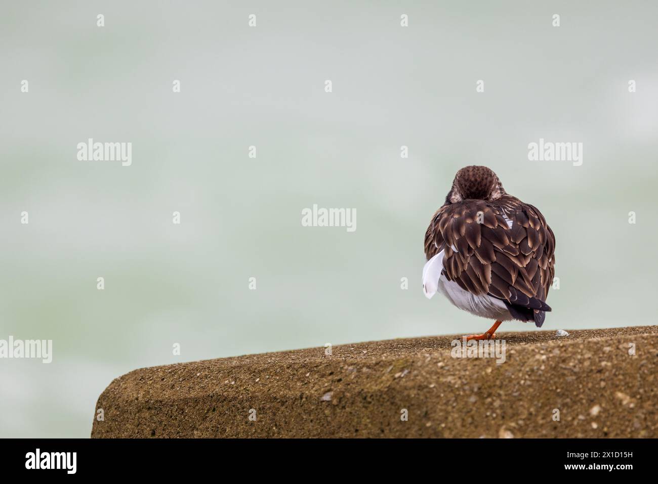 Turnstone Ruddy, France, pas de Calais, hiver Banque D'Images