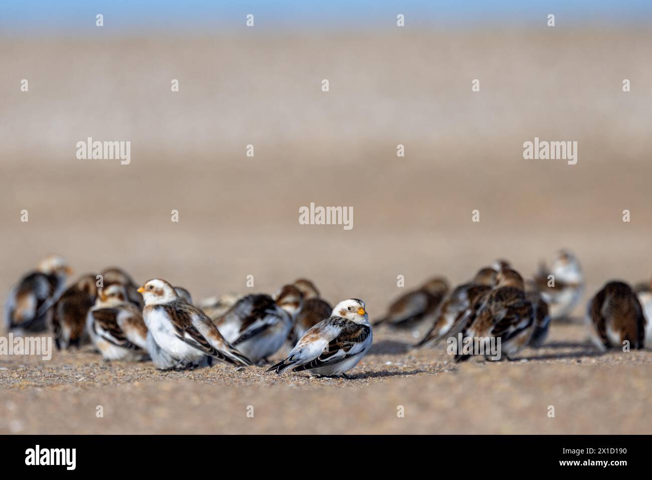 Bruants des neiges (Plectrophenax nivalis) sur une plage, pas de Calais, France Banque D'Images