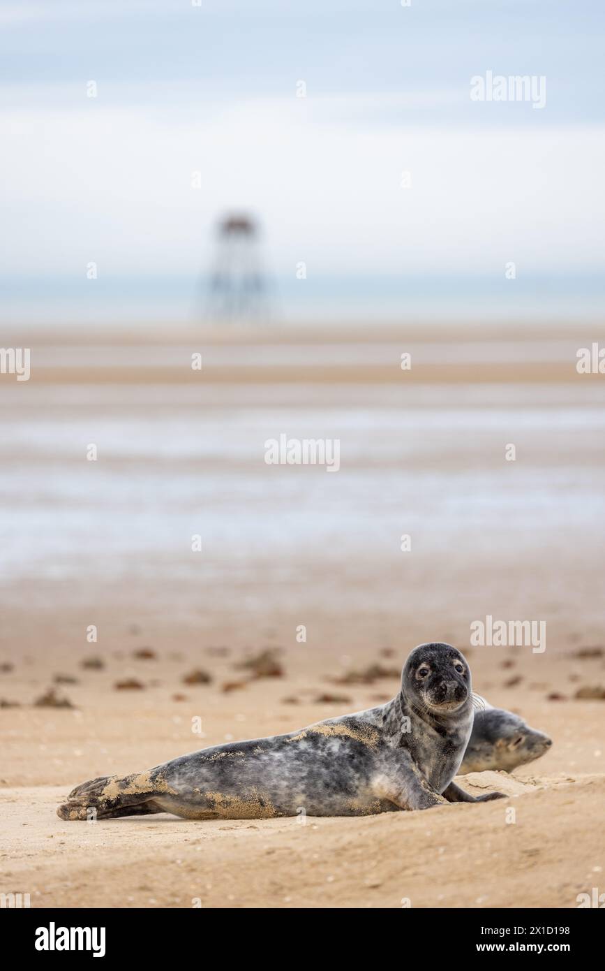 Phoques gris (Halichoerus grypus) au repos sur une plage de la Côte d'Opale, hiver Banque D'Images