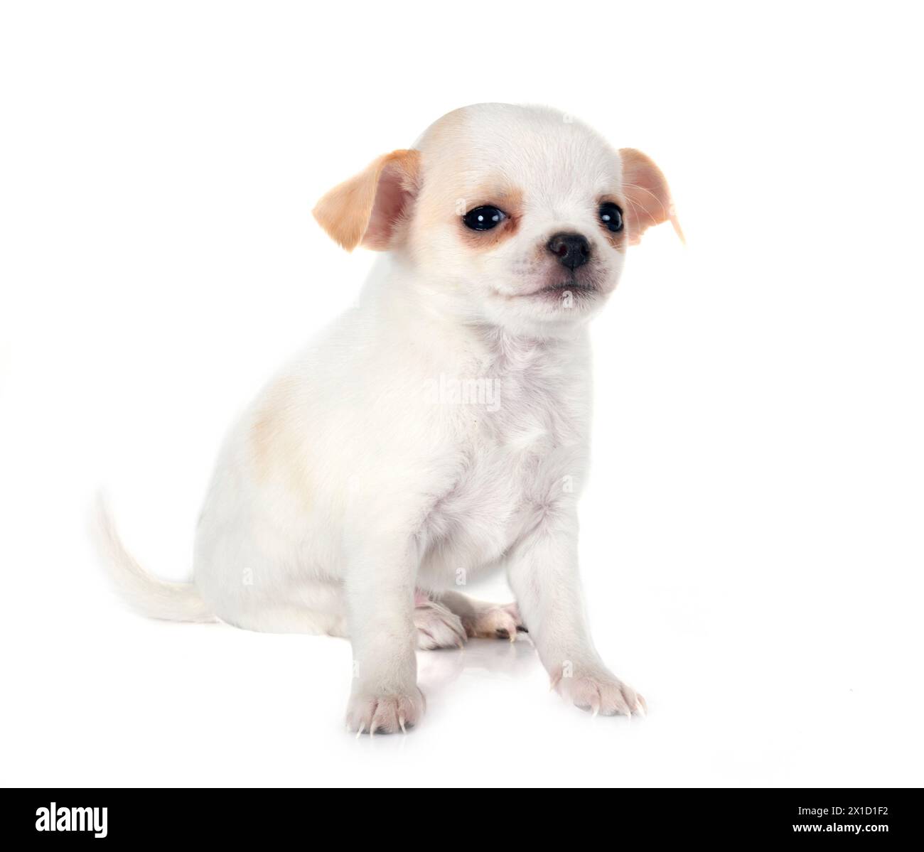 Peu chihuahua in front of white background Banque D'Images