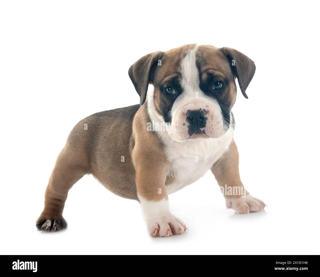 Chiot american bully in front of white background Banque D'Images