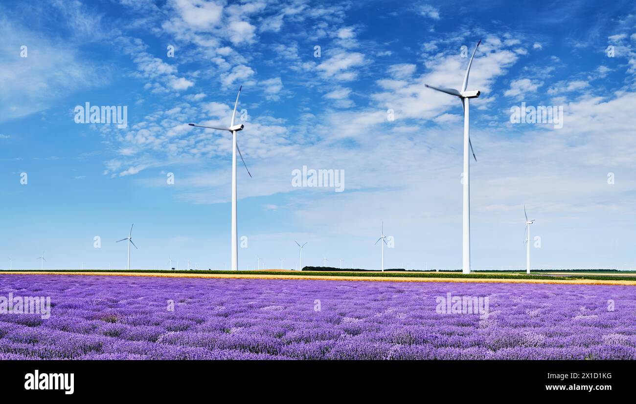 Paysage avec des éoliennes parmi les champs de lavande et de blé dans la campagne bulgare Banque D'Images