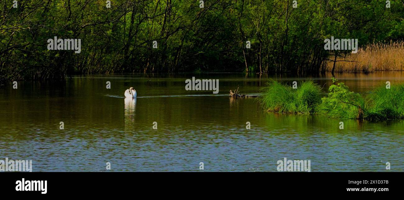 Cygne whooper photographié dans la réserve naturelle de Punta Alberete Banque D'Images