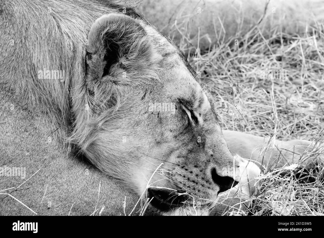 Lionne B&W dormant de près Banque D'Images