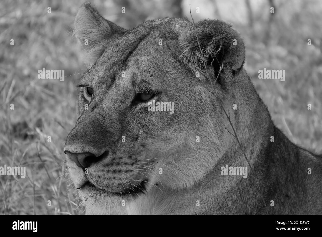 Lionne B&W en gros plan Banque D'Images